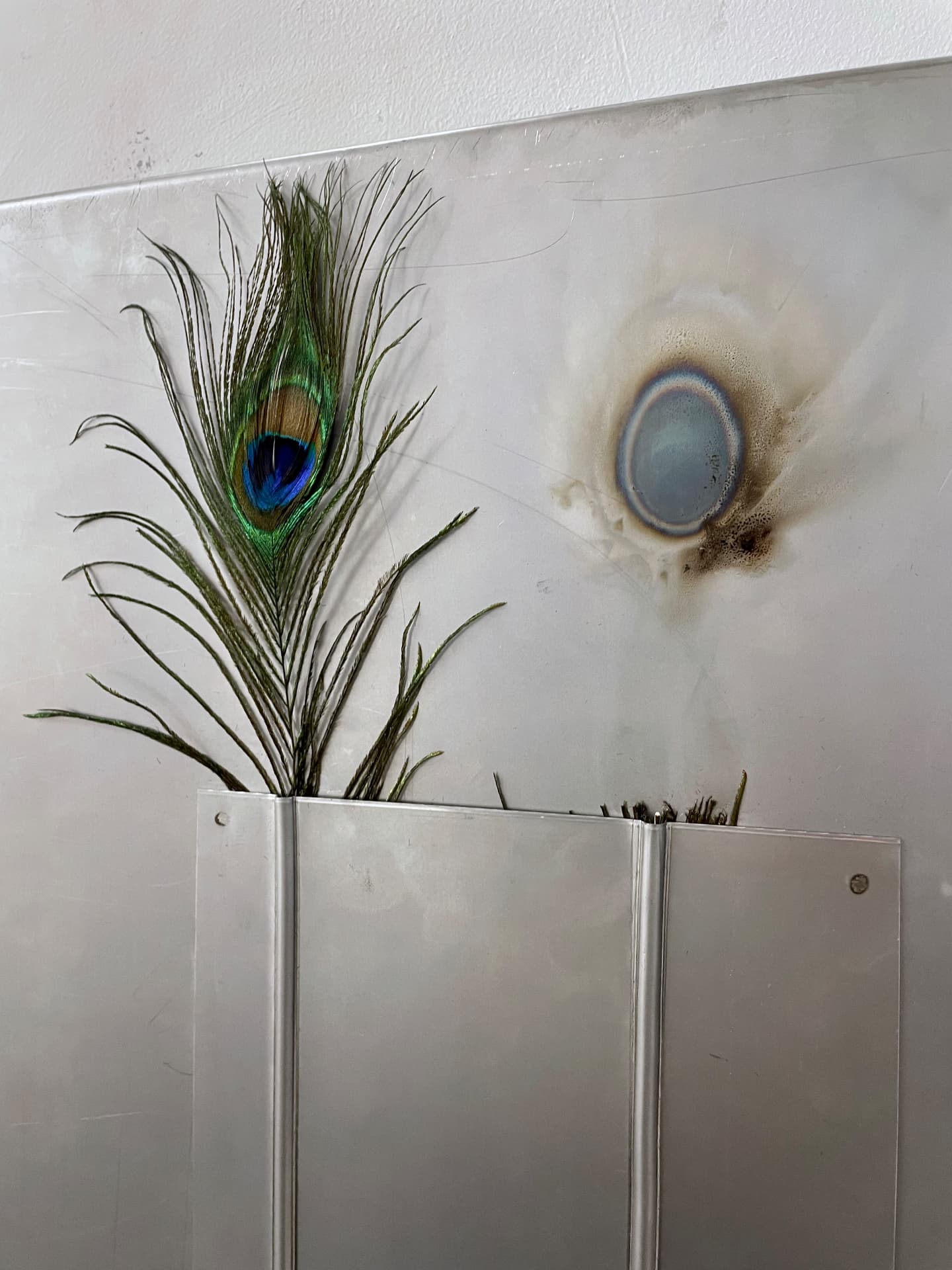 Close-up of the peacock feather and cast glass eye